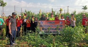 Tingkatkan Kesejahteraan Rakyat, Koramil 1611-05/Abiansemal Turut Serta Panen Jagung