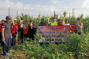 Tingkatkan Kesejahteraan Rakyat, Koramil 1611-05/Abiansemal Turut Serta Panen Jagung
