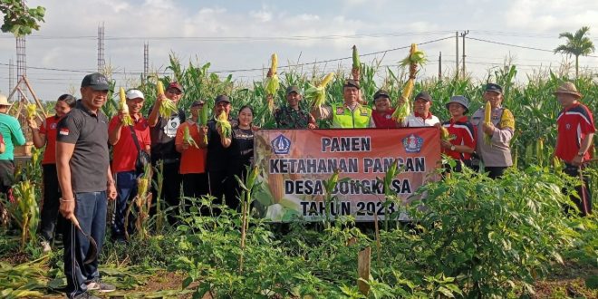 Tingkatkan Kesejahteraan Rakyat, Koramil 1611-05/Abiansemal Turut Serta Panen Jagung