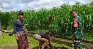 Kepedulian Melestarikan Lingkungan, Babinsa Desa Ayunan Turut Serta Penanaman Pohon Serentak
