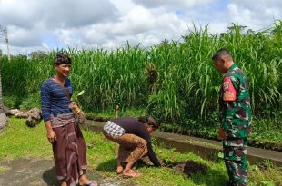 Kepedulian Melestarikan Lingkungan, Babinsa Desa Ayunan Turut Serta Penanaman Pohon Serentak