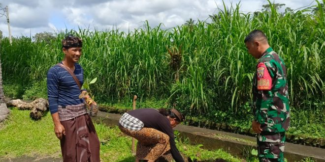 Kepedulian Melestarikan Lingkungan, Babinsa Desa Ayunan Turut Serta Penanaman Pohon Serentak