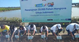 Babinsa Koramil 1611-02/Densel Atensi Penanaman Mangrove Diselenggarakan Bank BRI