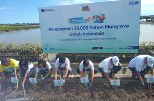 Babinsa Koramil 1611-02/Densel Atensi Penanaman Mangrove Diselenggarakan Bank BRI